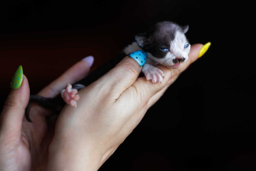 Devon Rex* Kocurek czarny bicolor REZERWACJA