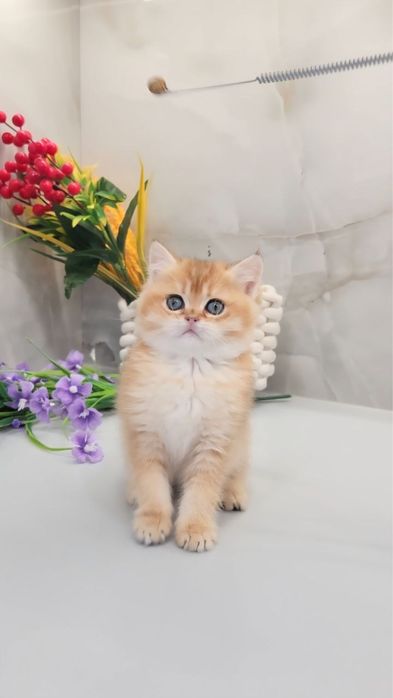 Хлопчик красунчик шотландський золота шиншила