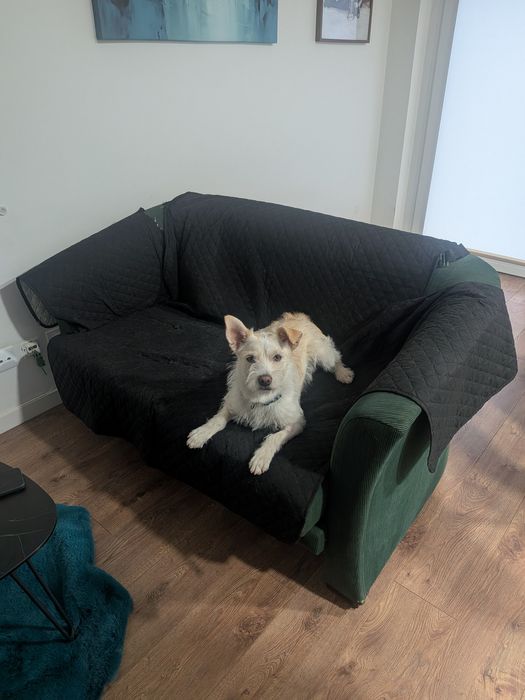 Dou cão com um ano