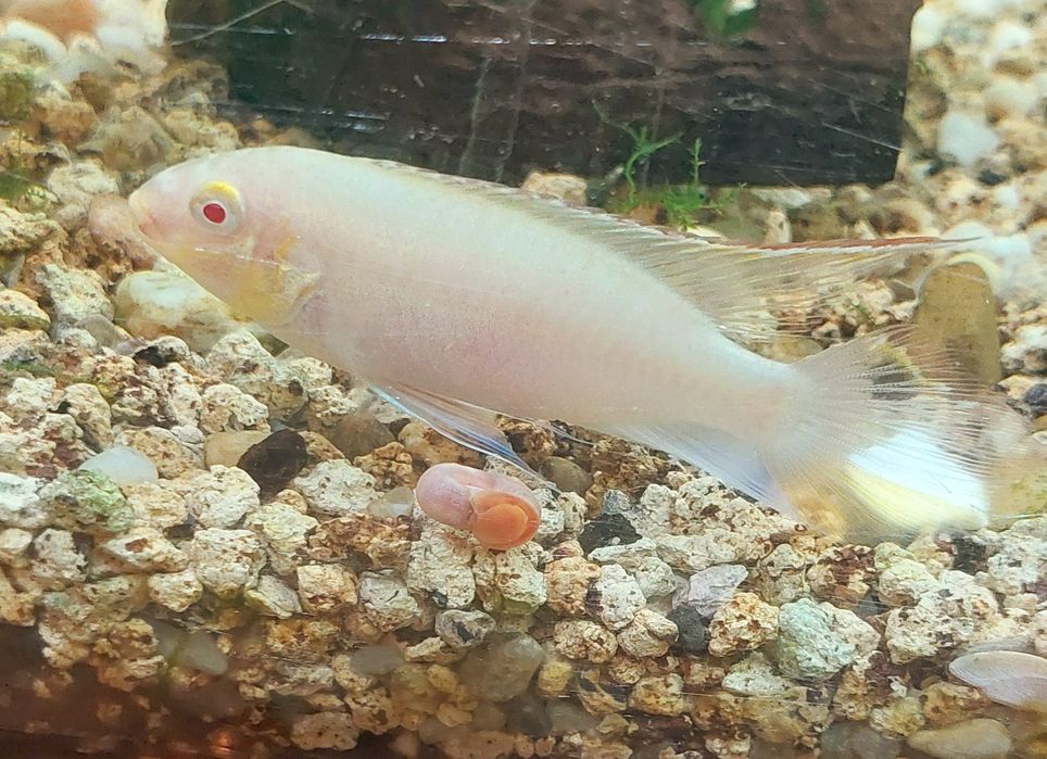 Casal kribensis albino