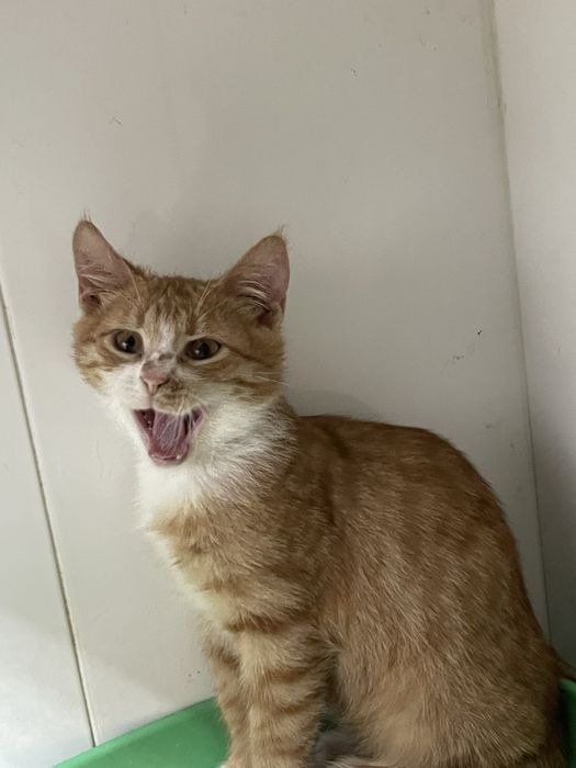 Котенок Симба ищет семью