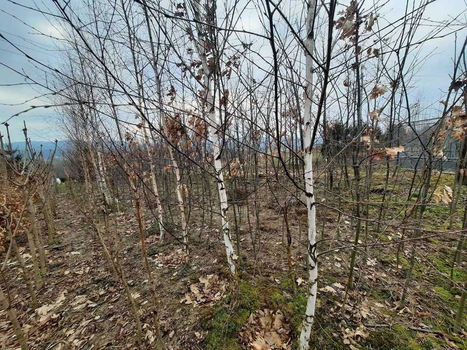 Drzewa do nasadzeń zastępczych - dąb, klon, brzoza, lipa, grab,kasztan