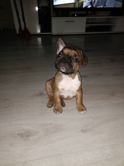 Buldog Francuski szczeniak Suczka