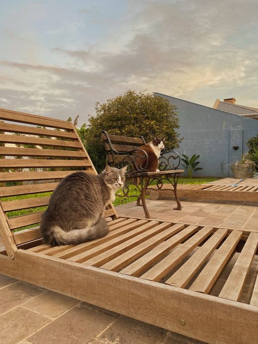 Pet Sitting • Cuidado com seu pet