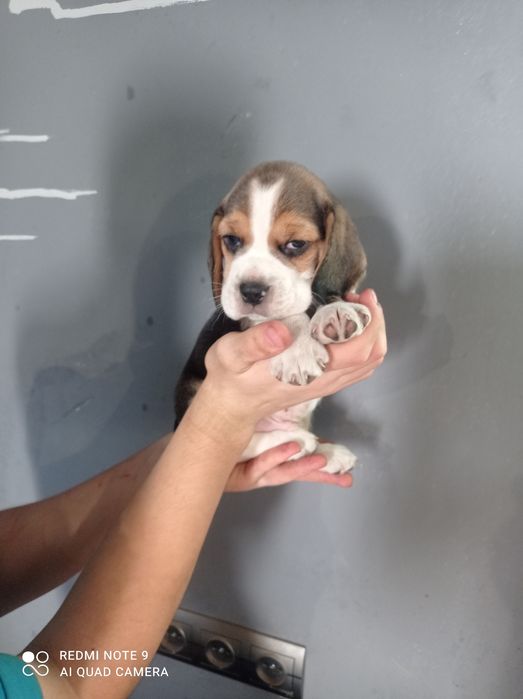 Біглята шукають родину