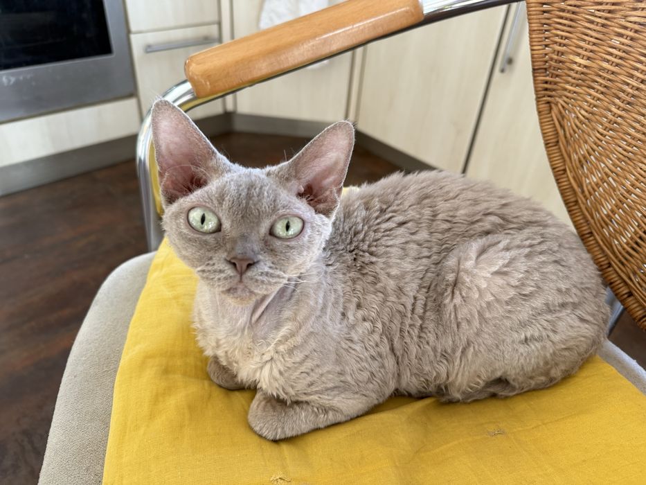 Liliowa koteczka devon rex