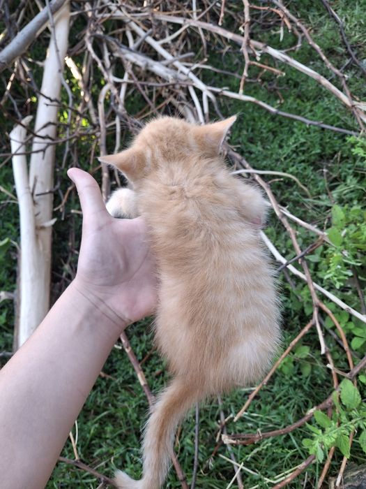 Віддам рудих котят