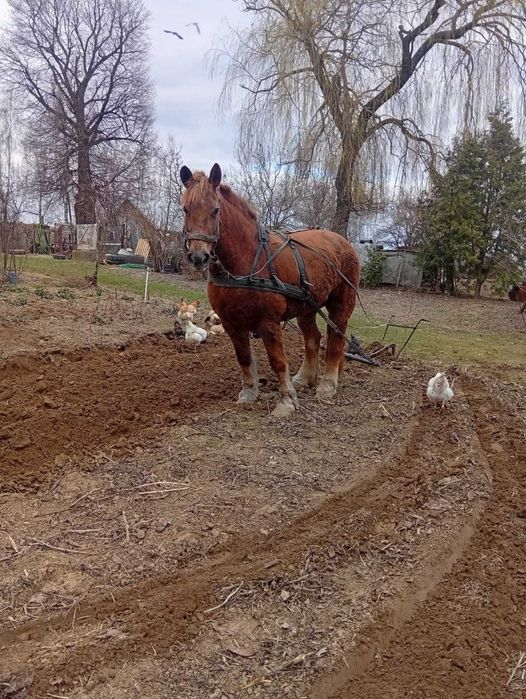 Sprzedam klacz,wiek 20 lat