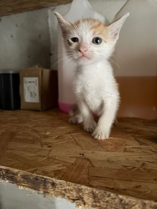 Gatos para adoção