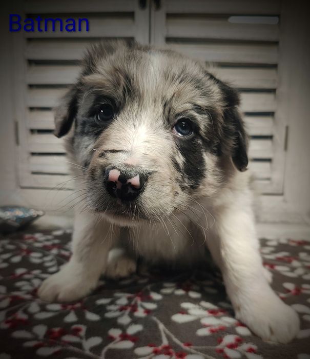 Border collie piesek Blue merle przebadani rodzice do odbioru
