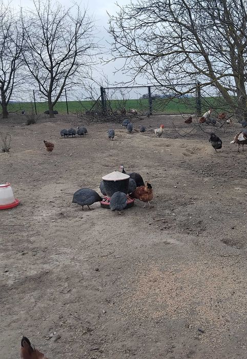 Sprzedam perliki, tylko samce z własnej chodowli