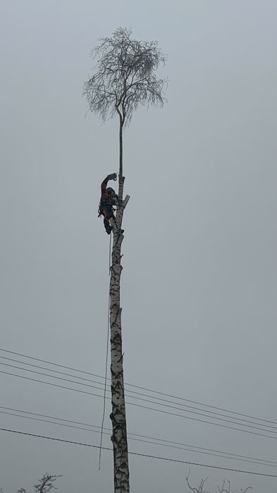 Зрізання дерев, обрізка валка дерев, спилювання, чистка ділянок,