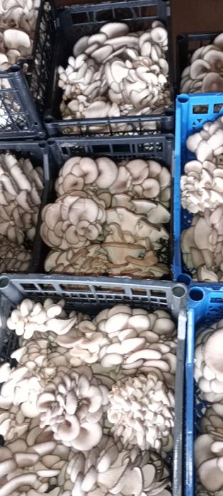 Продаю гриби глива