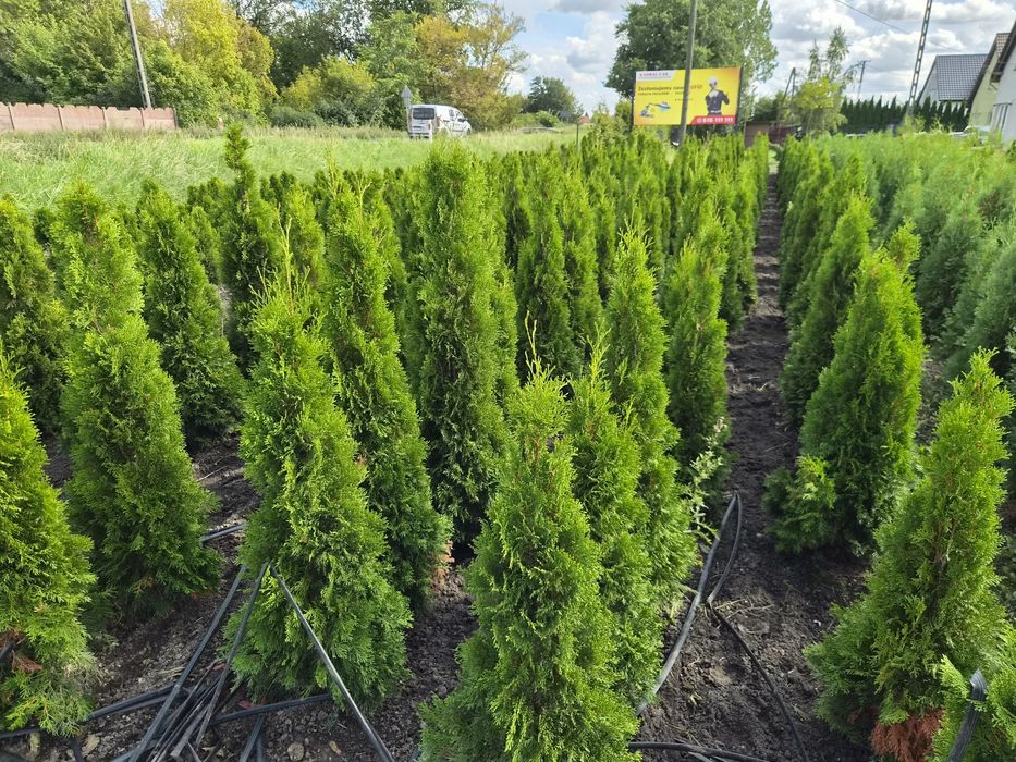 Tuja Thuja Smaragd producent Ogrodnictwo Światowscy