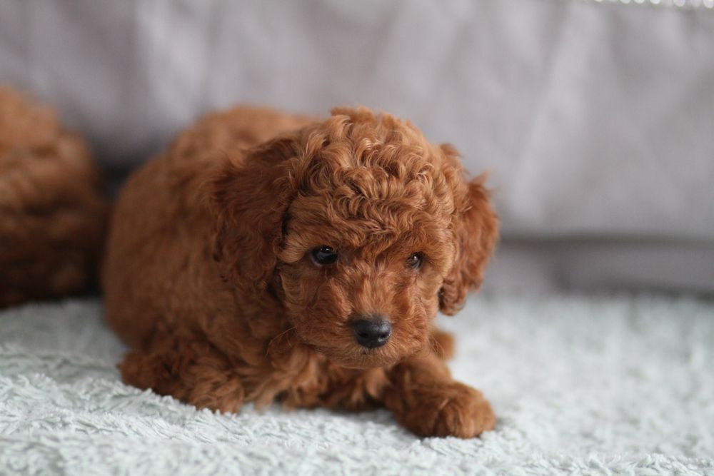 ***Pudel Toy/ miniaturka Badania**