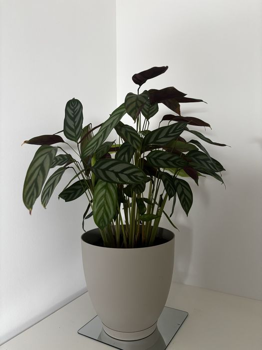 Planta em vaso com planta