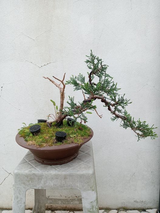 Bonsai - Juniperus S. José