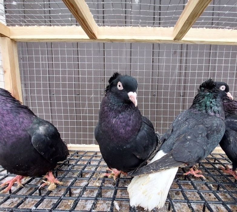 Gołębie wyszfance czarne