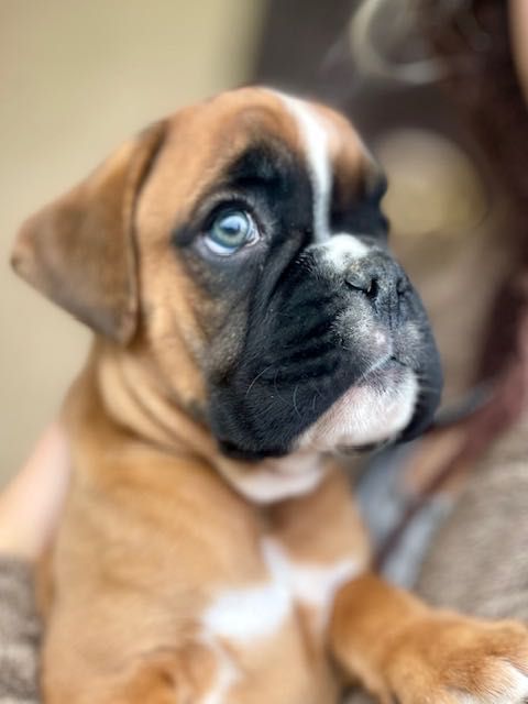 Німецький боксер . Рудий хлопчик .