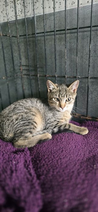Do adopcji kociaki