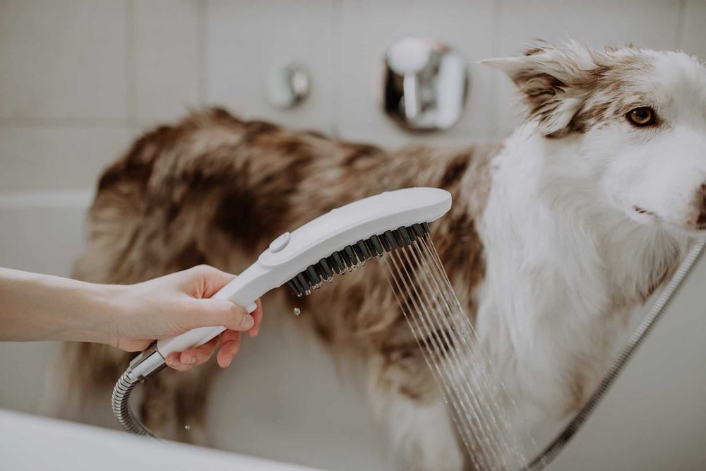 Ручной душ Hansgrohe DogShower, душ для собак, душевая лейка
