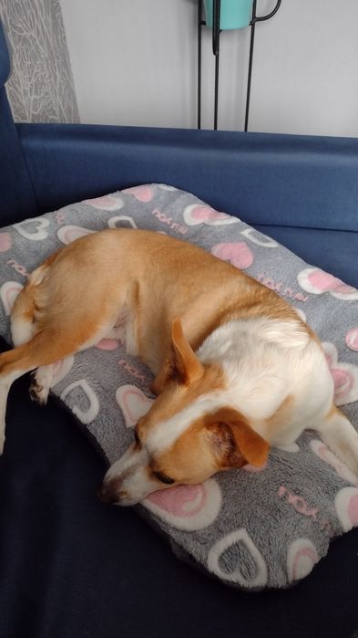 Legowisko w serduszka