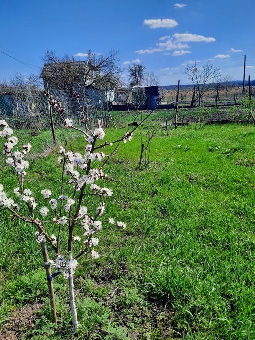 Дача,даманский, придорожное