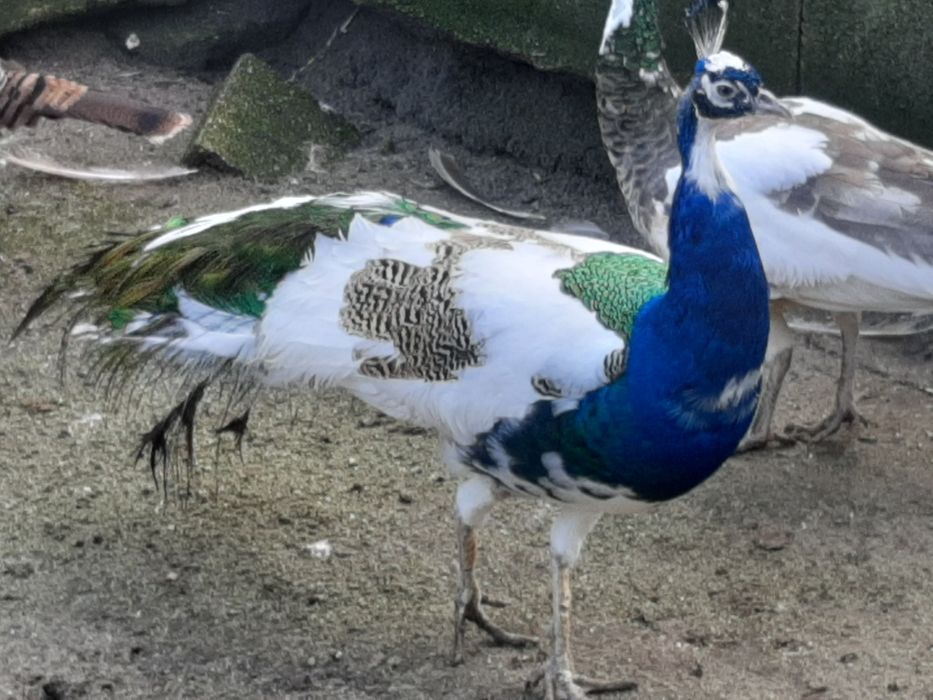 Pavões  de várias  raças