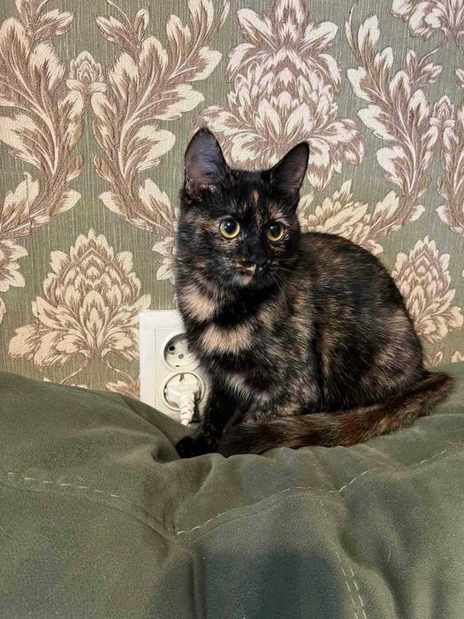 Зоя — трёхцветная кошечка, любимое счастье, 7 мес.