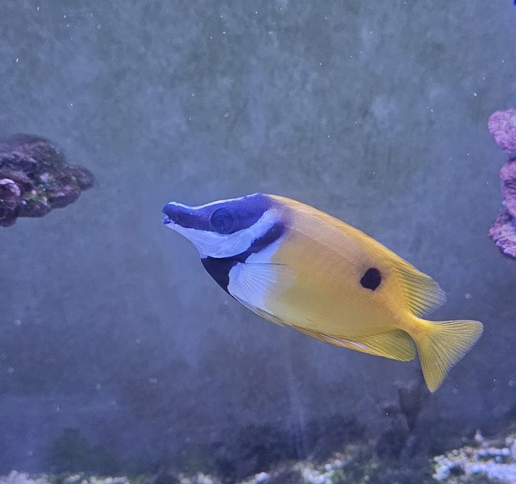 Siganus unimaculatus