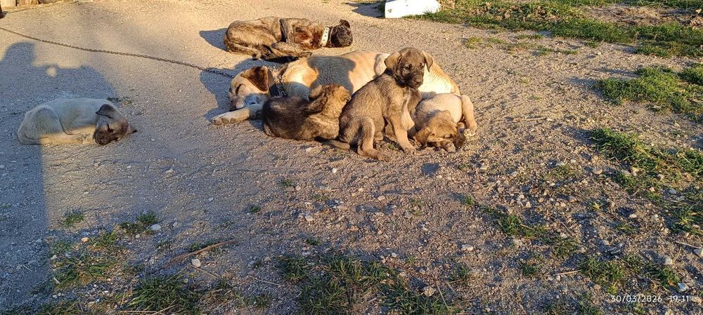 Cão da Serra da Estrela