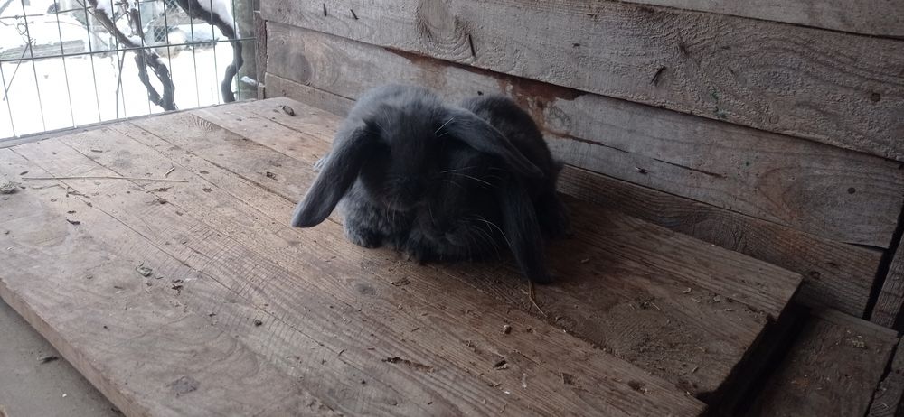 Кролики францюзький баран