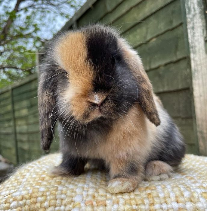KIT Coelhos anões orelhudos, mini lop lindíssimos e muito dóceis
