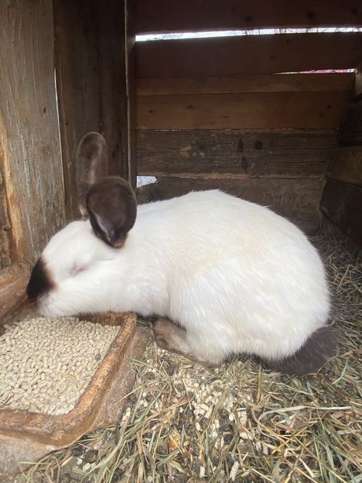 Кролики, кролі, самки