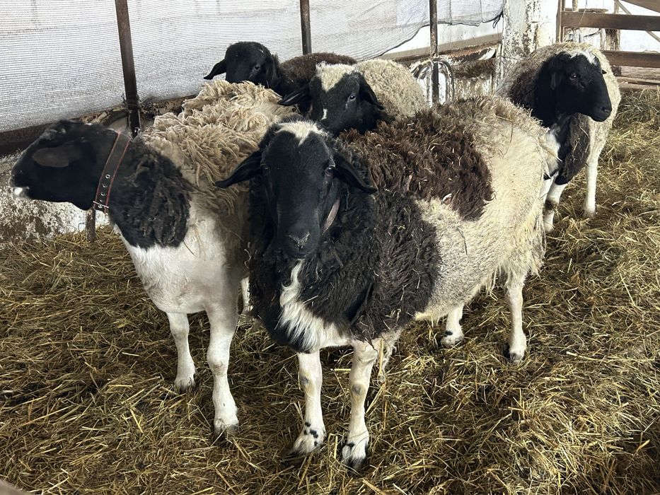 Барани, вівці, ярки: крос дорпер, романовка, едильбай (курдючний)