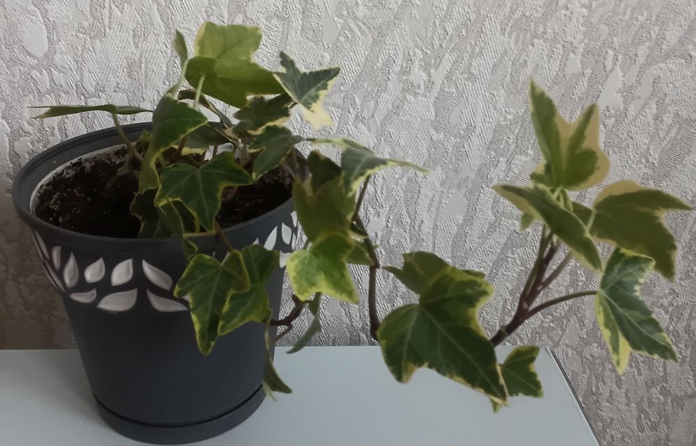 Плющ кiмнатний , 2 гiлочки