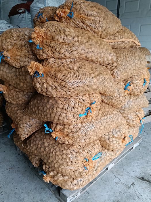 Noz Franquette calibrada