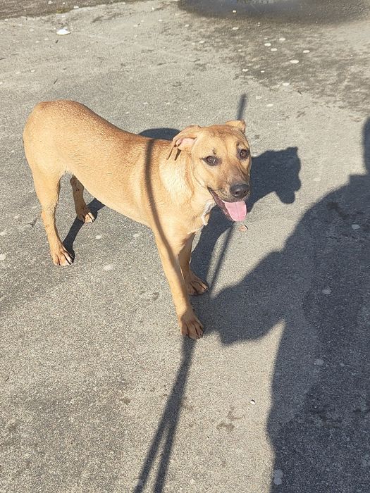 Adoção de cadelinha de porte médio