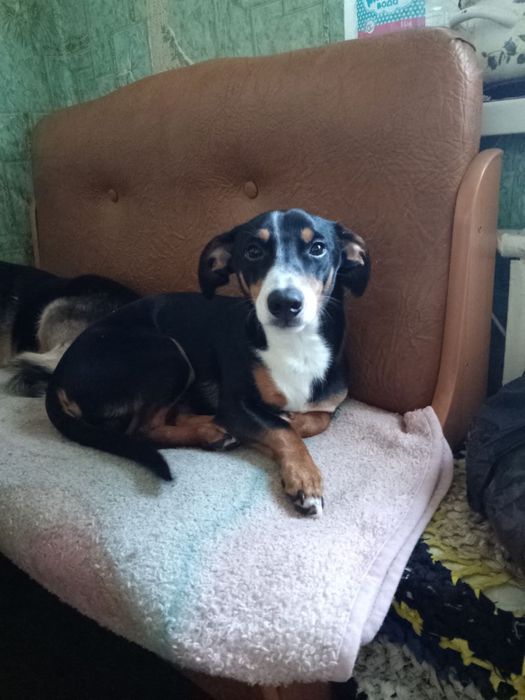 Отдам собак в добрые руки БЕСПЛАТНО