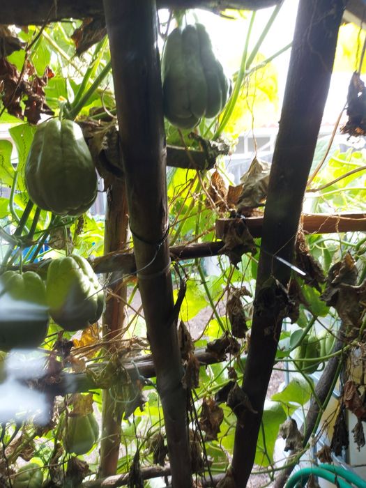 100 kg  chuchus caseiros biogicos legume muito bom para a saúde