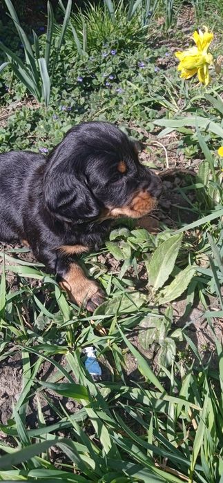 Бронювання таксиняти.