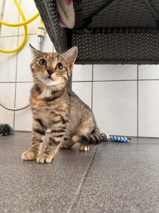 Kotka BRATKA adopcja schronisko młoda kot