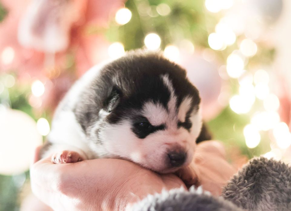 Husky Siberiano com LOP - Iaspis