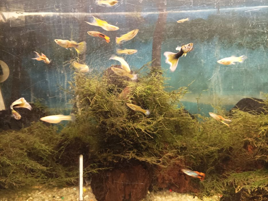 plantas e  musgo de java para aquario