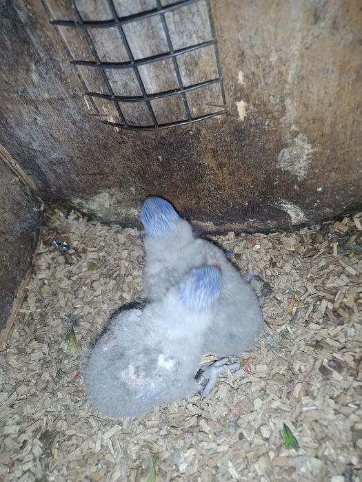 Loris molucanos para criar a mão e casal reprodutor