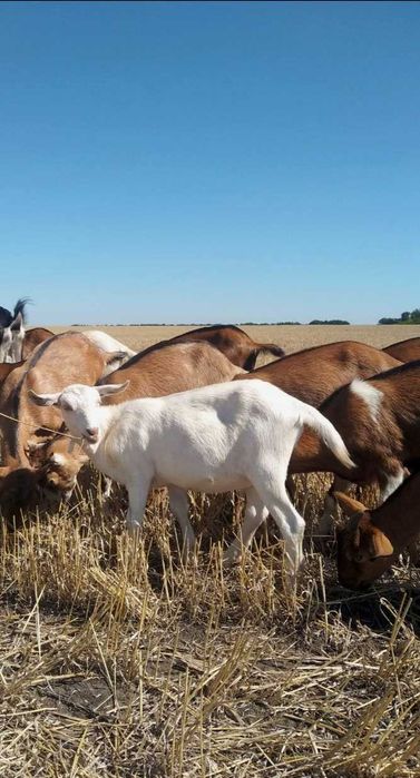 Кізочки / козочки