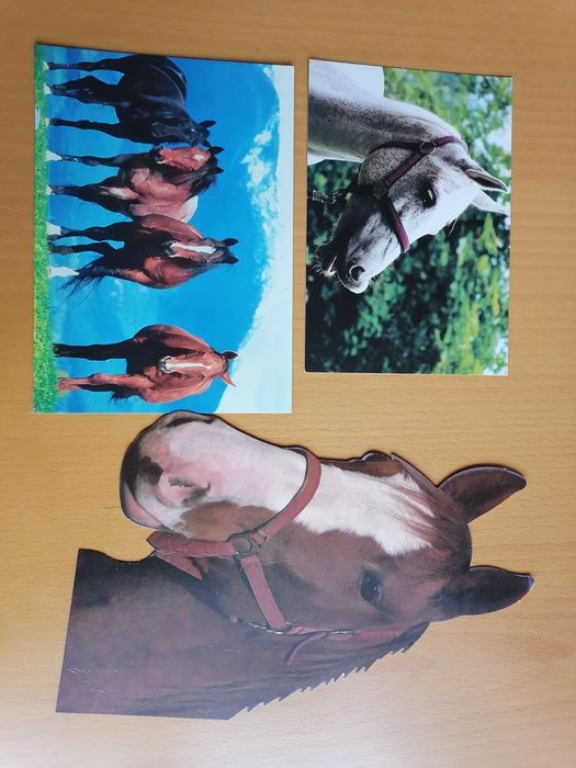 Konie zestaw pocztówek