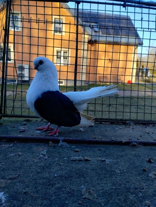 Sprzedam czyliki Rostowski