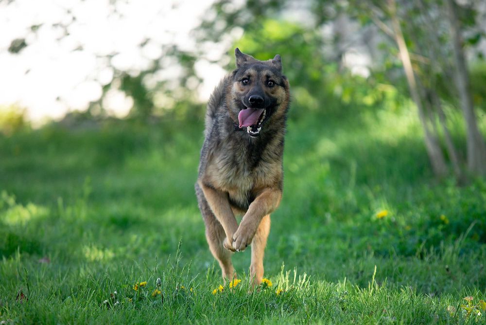 Віддам в добрі руки молодого собаку Сема.