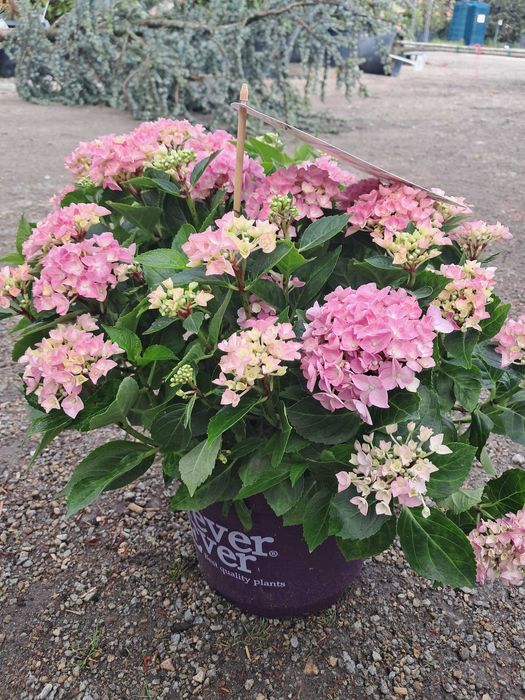 Hortensje ogrodowe, odmiany licencyjne